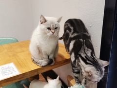 -猫色咖啡·猫咖