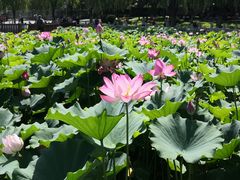 -莲花池公园