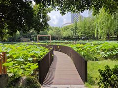 -陈家山荷花公园
