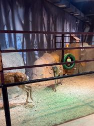 -酷嗒动物文化乐园(cutezoo西溪乐天城店)