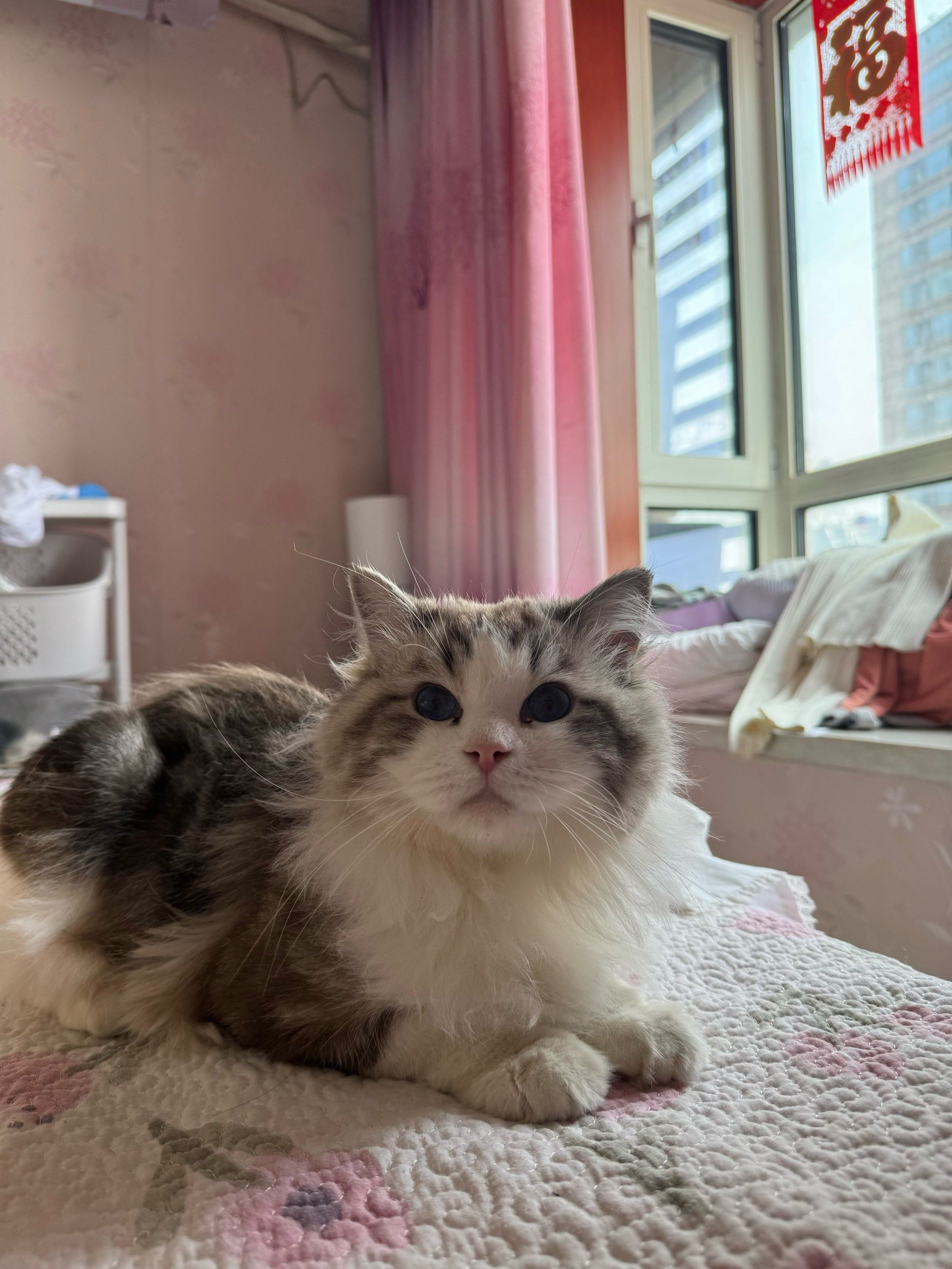 征婚,配猫纯正山猫纹布偶