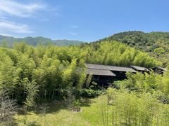 -大唐贡茶院