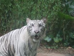 -广州长隆野生动物世界