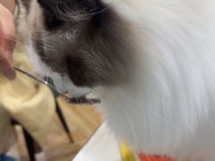-Let's go狗咖·猫咖·奶狗·桌游(春熙路IFS店)