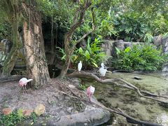 -奥兰多迪士尼动物王国乐园