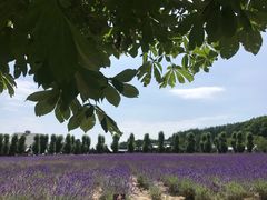 -富田农场
