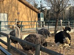 -大连森林动物园