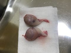 -初心动物医院