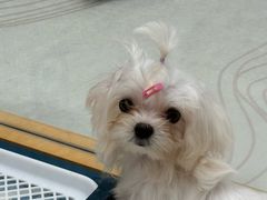 -帕帕拉兹宠物(亚洲旗舰店)