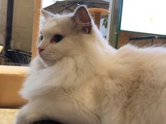 -瞄一喵猫咖(格力海岸店)