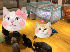 -三花喵·撸猫购宠·宠物生活馆(虹桥南丰城店)