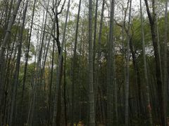 -青龙山国家森林公园
