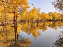 -金塔沙漠胡杨林景区