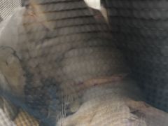 -纳吉亚猫专科动物诊疗中心(蒋宅口分院)