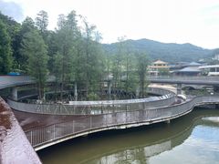 -银湖山郊野公园-相思林