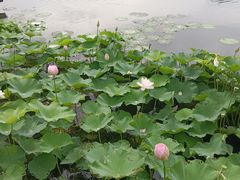 -新洲生态园