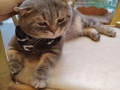 -猫咪派对(江南西店)