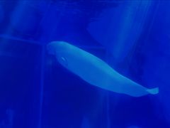 -上海海昌海洋公园-冰山北极馆