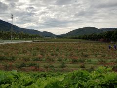 -亚龙湾国际玫瑰谷