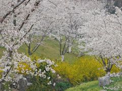 -羊山湖公园