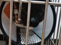 -荔康动物医院(康王北路店)