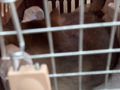-北京观赏动物医院·24小时大型综合·猫专科·异宠专科