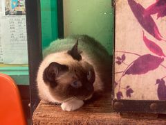 -猫咪博物馆(顶澳仔猫街店)