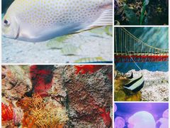 -太平洋海底世界