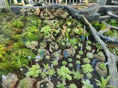 -国家植物园南园