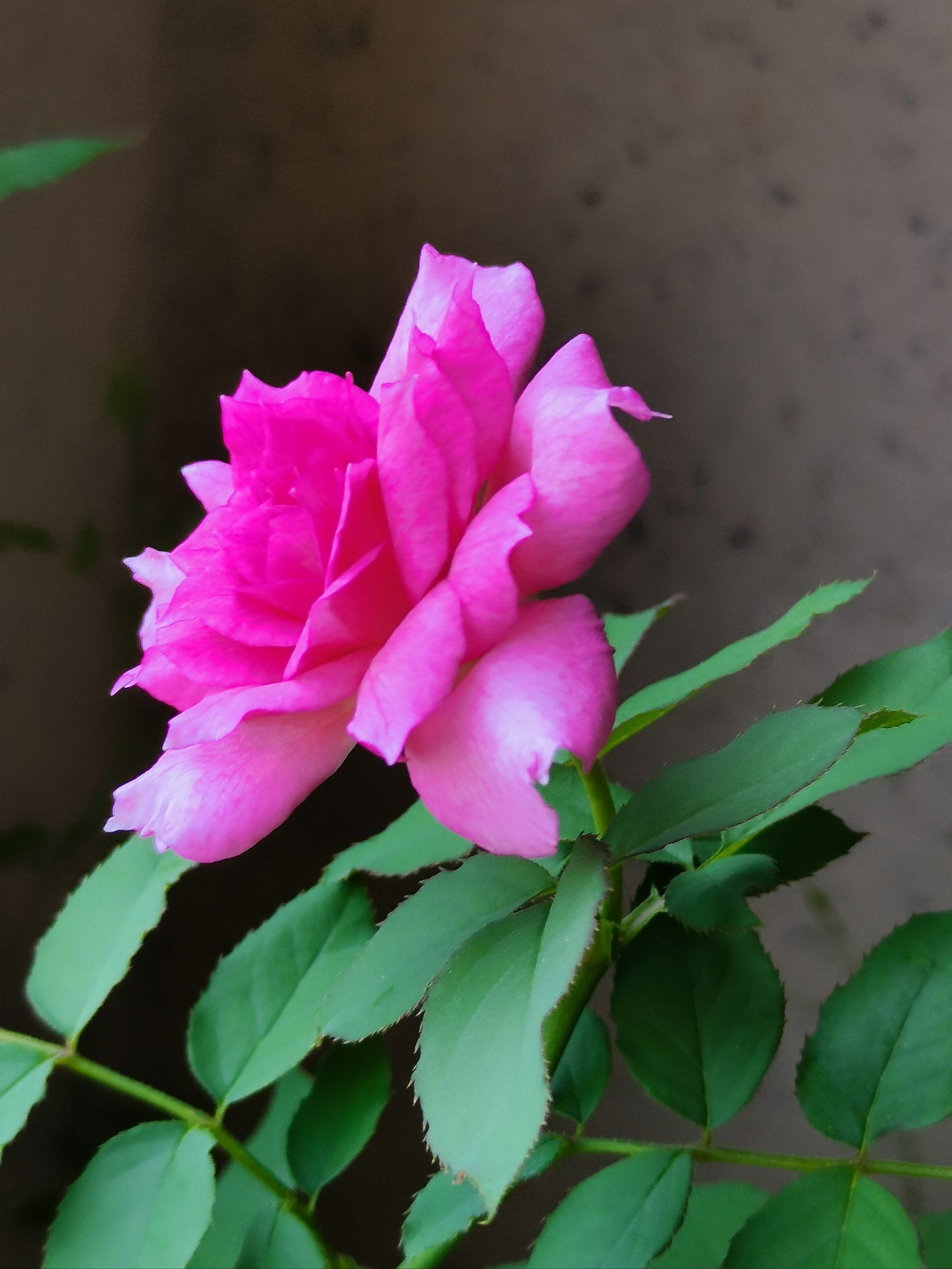 我不是随便的花朵 大众点评