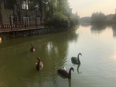 -芭东小镇温泉