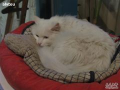 -Babycat私家御饼屋(龙头路一店)