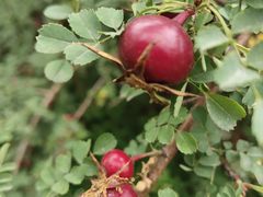 -天津东丽湖风景区