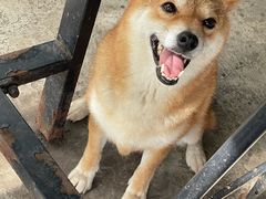 -柴犬高等学院·狗咖·柴犬售卖·宠物训练