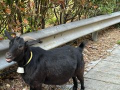 -长沙黑麋峰国家森林公园