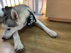 -Husky Go! 哈士奇体验馆·宠物咖啡厅狗咖