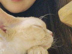 -藏猫猫咖啡主题馆(中央大道店)