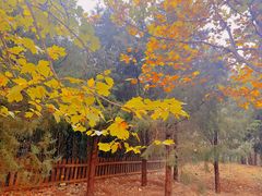 -滨河世纪广场公园