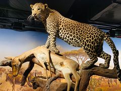 -武汉园博园(武汉自然博物馆)