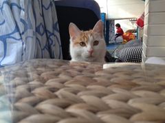 iphone_upload_pic-Sirena海妖日咖夜酒