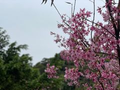 -狐尾山公园