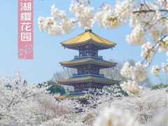-武汉大学-樱园
