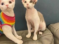 -猫大福·Fortune Cat猫舍(百子湾店)