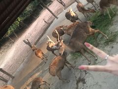-清迈夜间动物园