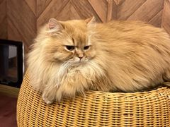 -MOCHA明星猫咖(田子坊店)