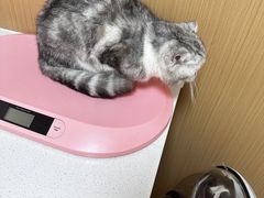 -瑞派康怡24h宠物医院·犬猫医疗中心·微创绝育(瑞景分院)