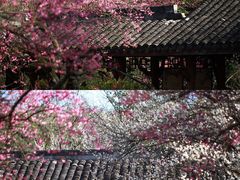 -杭州植物园