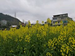 -桑洲油菜花景区