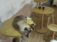 -Heymao猫咖.咖啡厅(东门店)