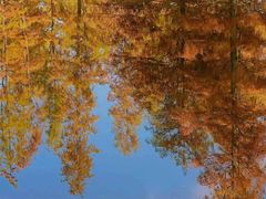 -白鹭湾湿地公园